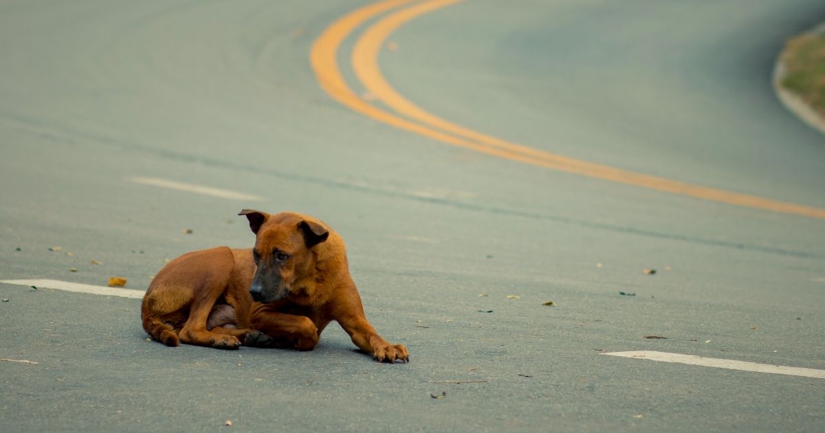 Pesquisadores australianos desenvolveram uma nova tecnologia que pode salvar vidas — tanto de animais quanto de motoristas.