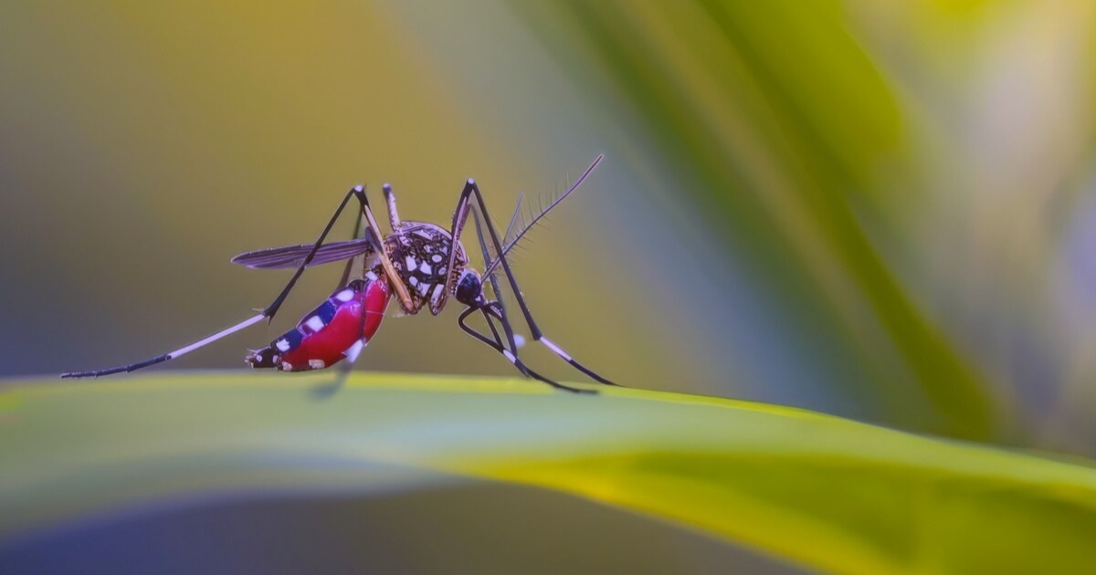 Cientistas chineses anunciaram um novo sistema inteligente de vigilância para na prevenção de doenças transmitidas por mosquitos.