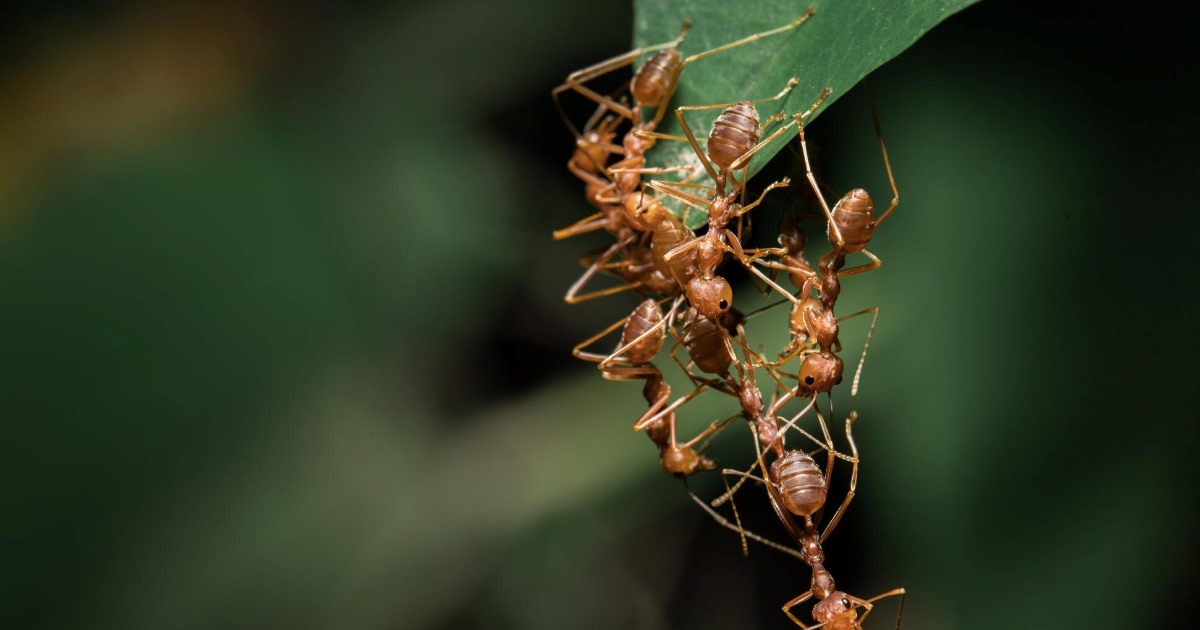Estudo publicado na revista Nature revelou um fenômeno inédito no reino animal: formigas capazes de gerar clones de uma espécie diferente.