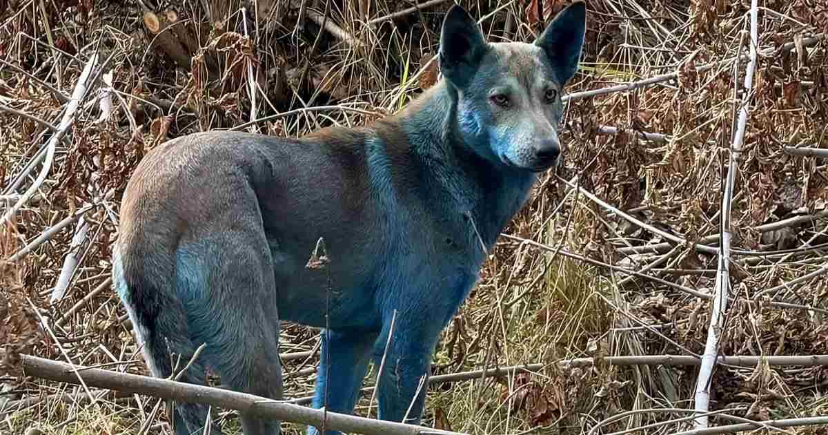 Cachorros com uma coloração azul brilhante foram avistados recentemente na zona de exclusão de Chernobyl, na Ucrânia.