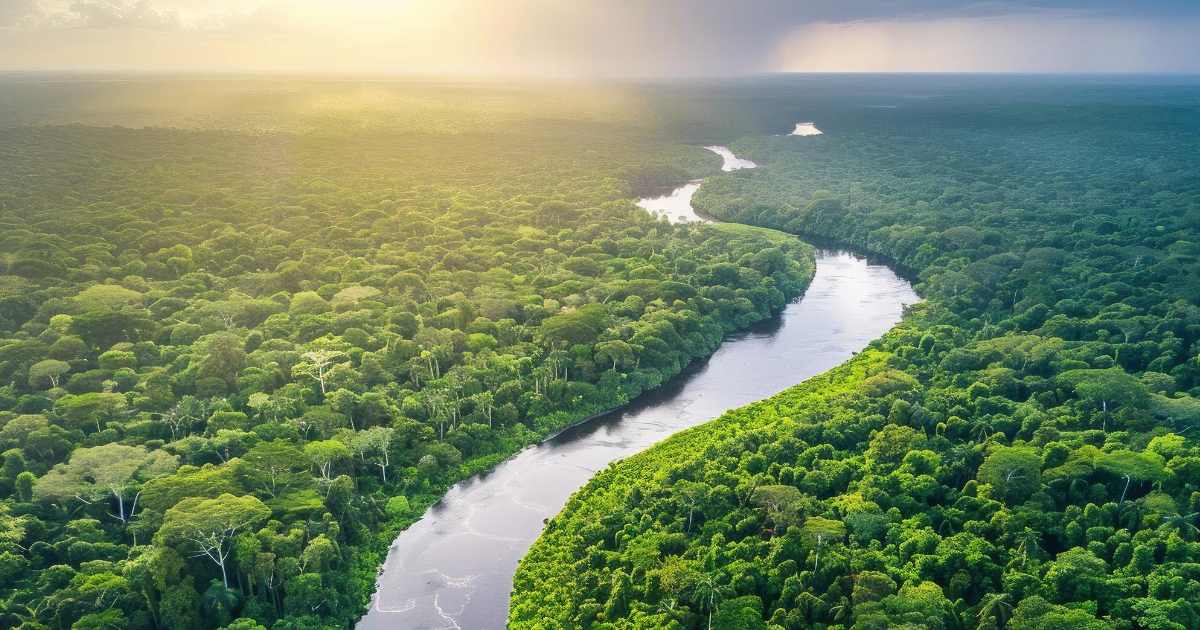 Mais de 50 milhões de hectares de floresta amazônica desapareceram nas últimas quatro décadas em consequência de atividades ilegais.