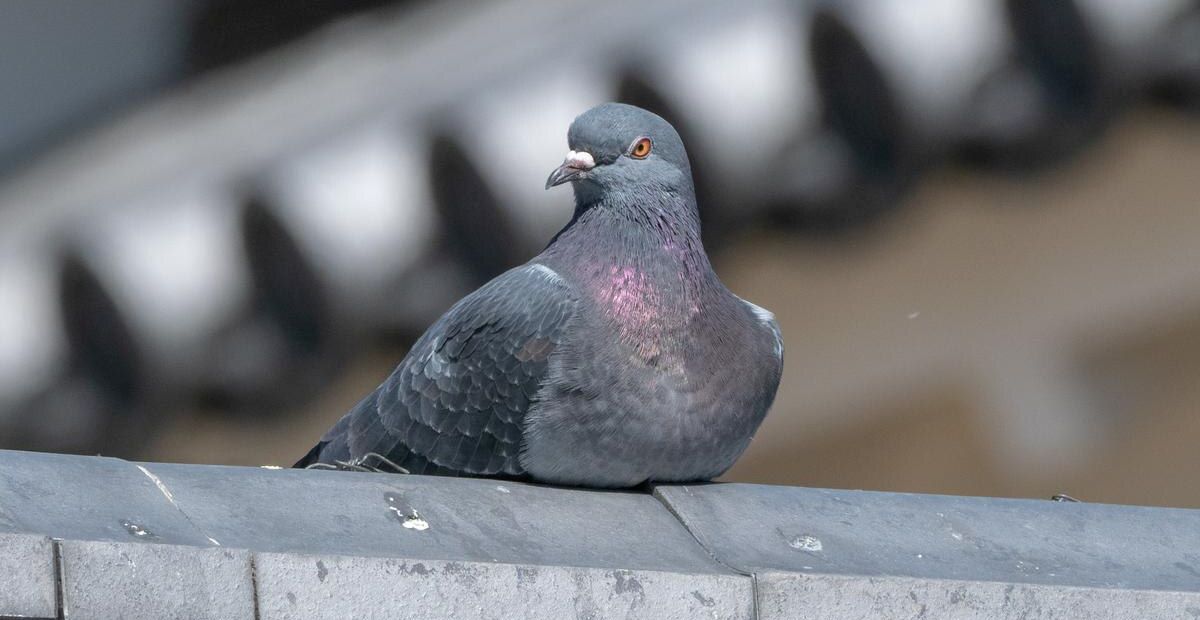 De acordo com o material distribuído pela mídia estatal, os chamados “biodrones” utilizam aves reais e foram desenvolvidos pela empresa "Neiry".