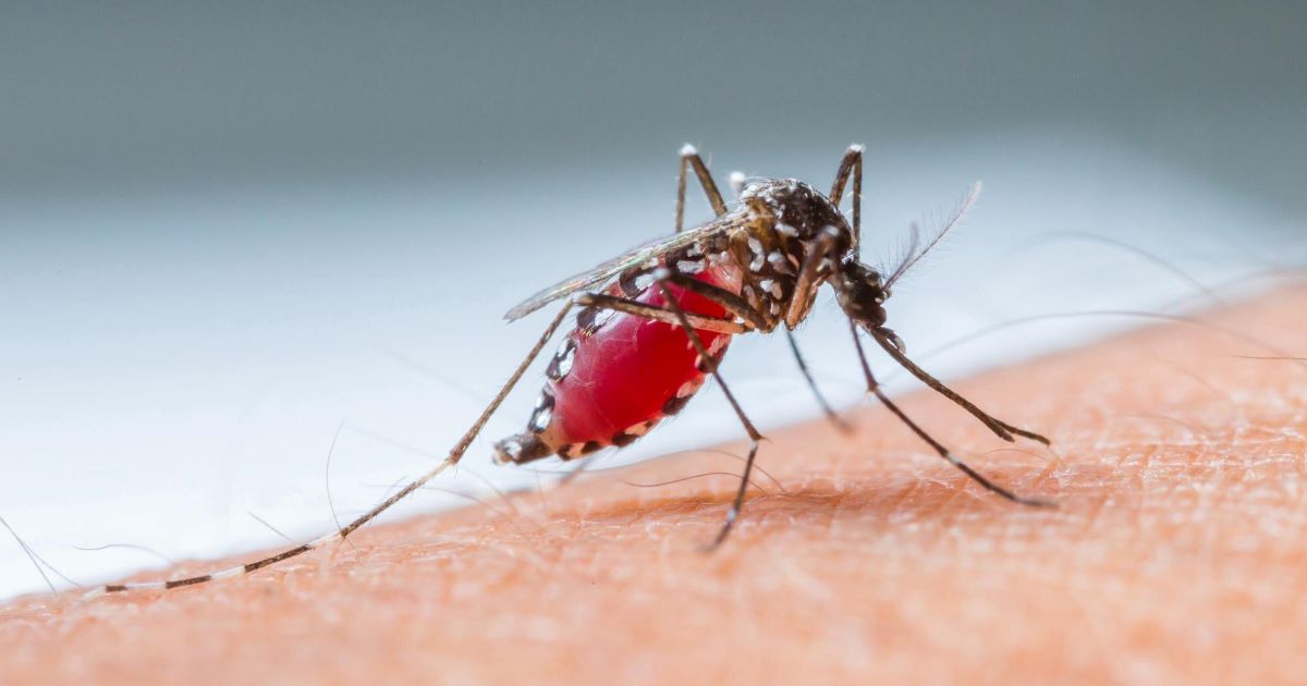 A liberação Aedes aegypti portadores da bactéria Wolbachia levou a uma queda superior a 60% nos registros de dengue entre 2021 e 2024.