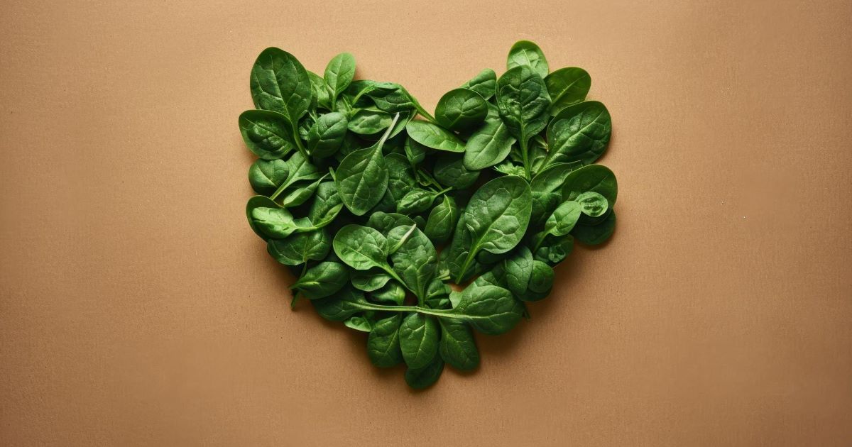 Coração de espinafre - Estrutura natural da planta parecida com rede de veias humanas permitiu a criação de tecido cardíaco funcional.