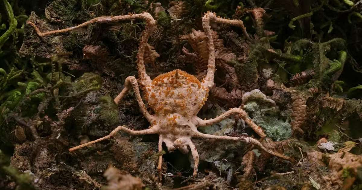 Pesquisadores identificaram uma nova espécie de fungo durante uma expedição científica realizada na Mata Atlântica, em Nova Friburgo (RJ).
