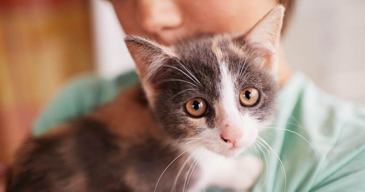 Pesquisa mapeou quase 500 tumores felinos e identificou mutações semelhantes entre tumores em gatos e humanos.