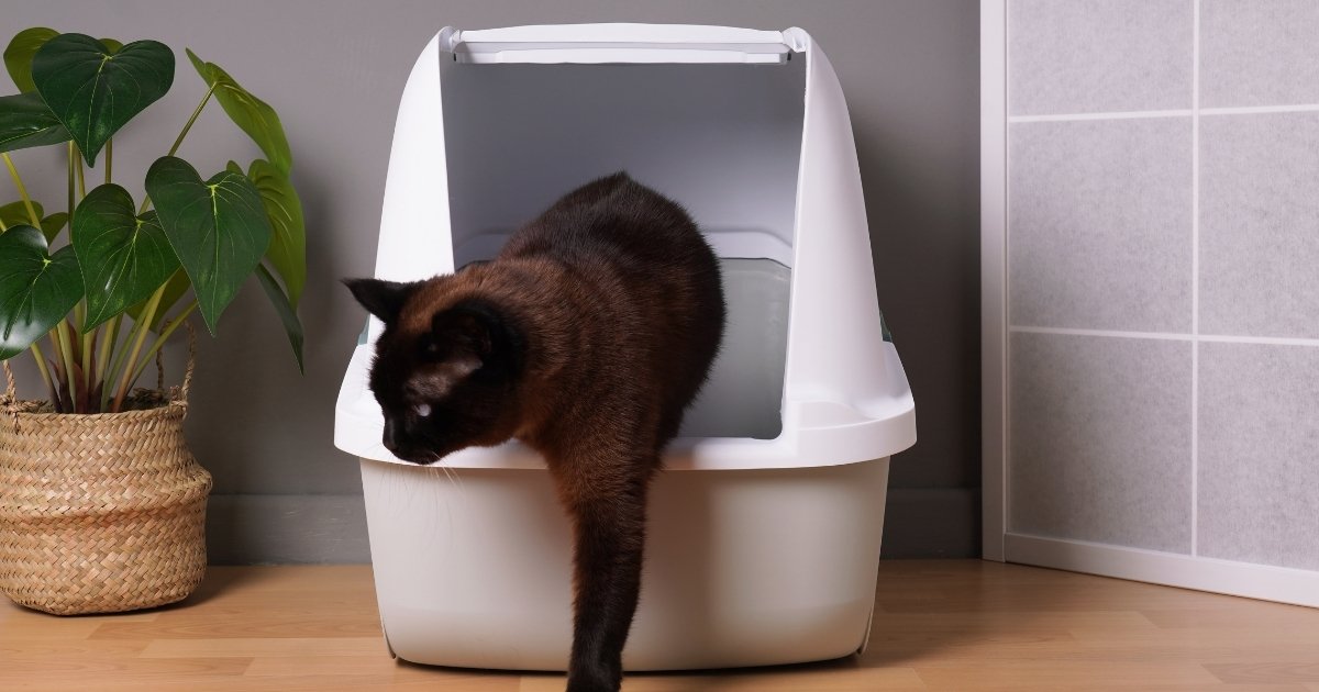 caixa-autolimpante-ia-sude-gatos