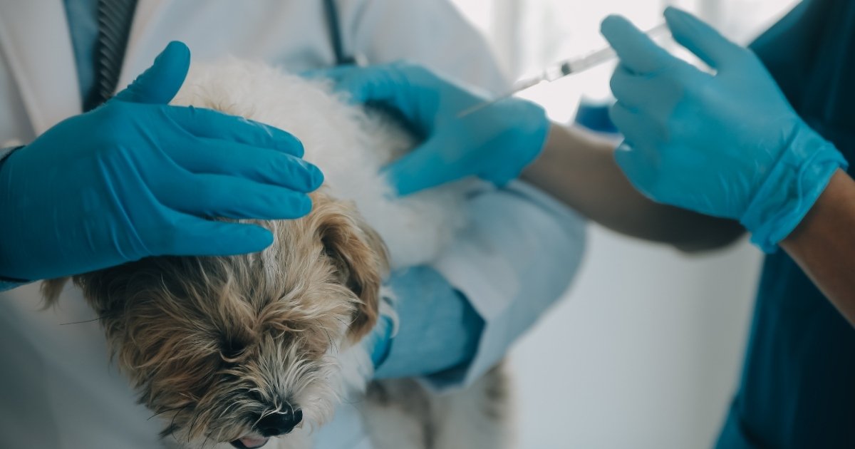 ia-vacina-curar-cancer-em-cadela