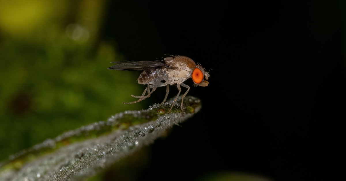brasileiros-moscas-genes-ligados-ao-autismo