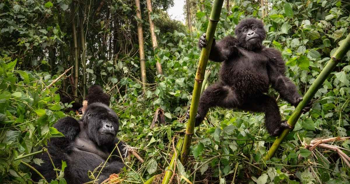 conflito-primatas-surpreende-cientistas