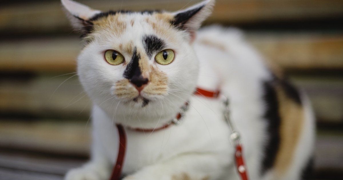 dispositivo-traduzir-pets-tempo-real