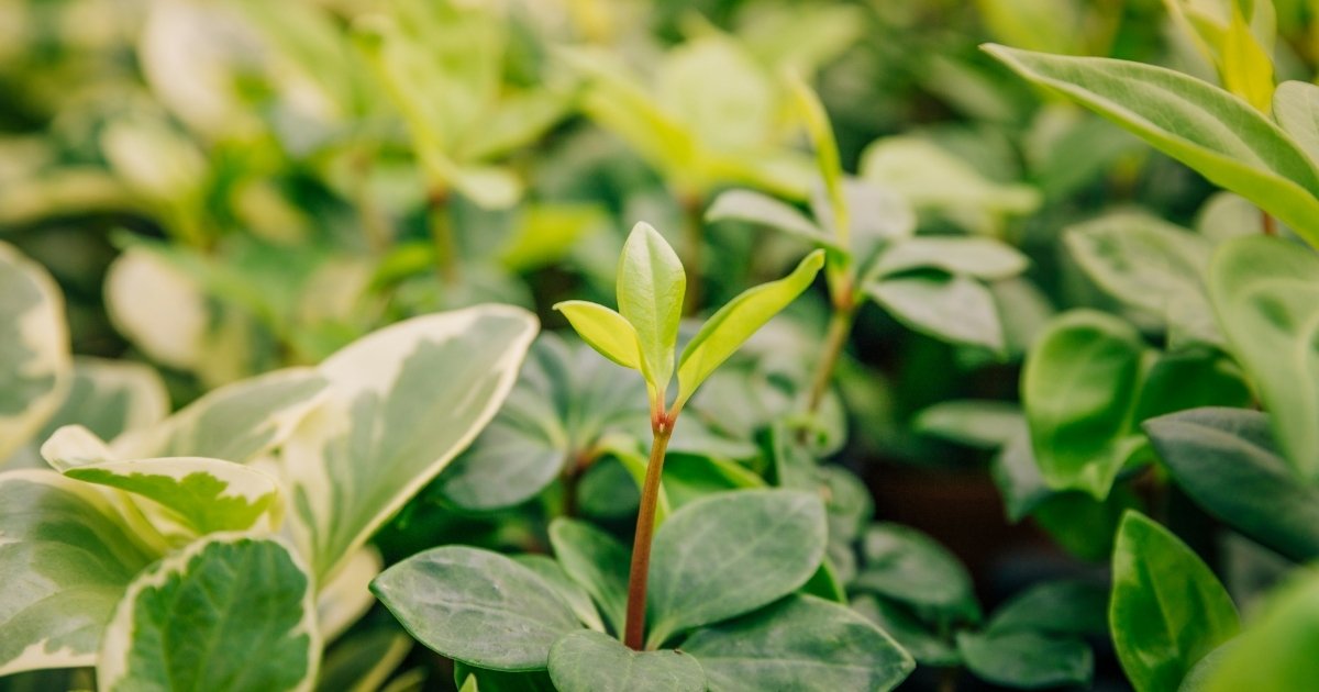 planta-brasil-ajudar-filtrar-microplasticos-agua