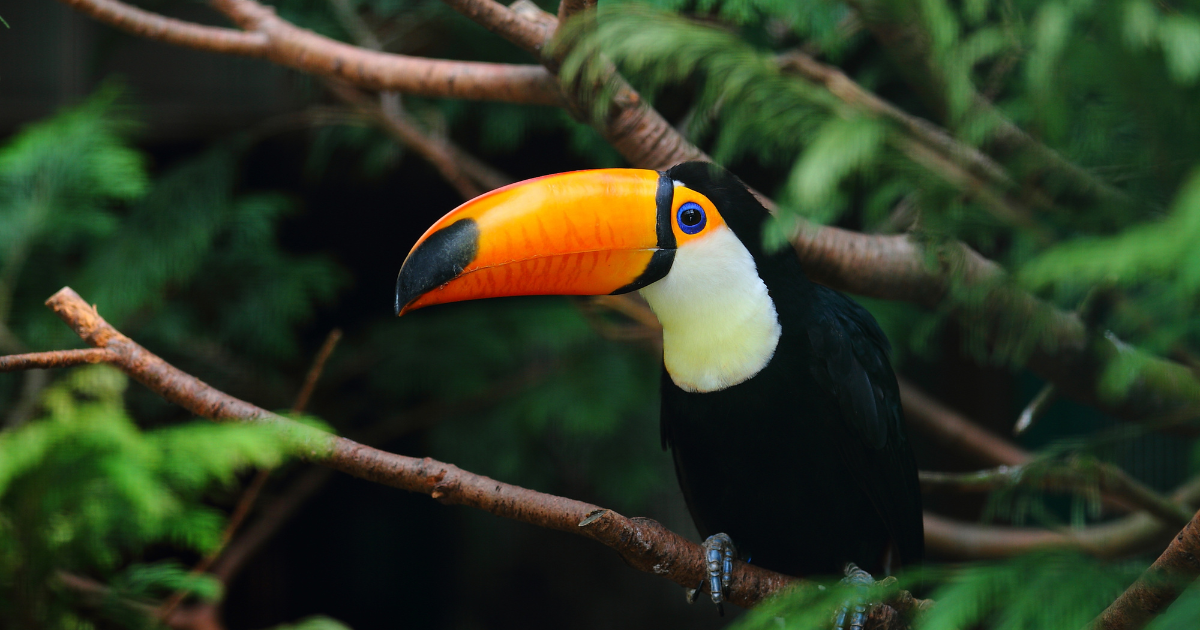cientistas-ia-em-fotos-de-aves-comprometer-pesquisas