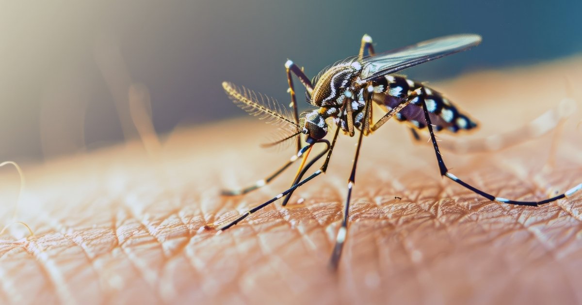 ia-mosquitos-som-das-asas-segundos