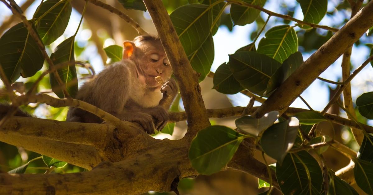 ia-testes-cognitivos-macacos-precisao