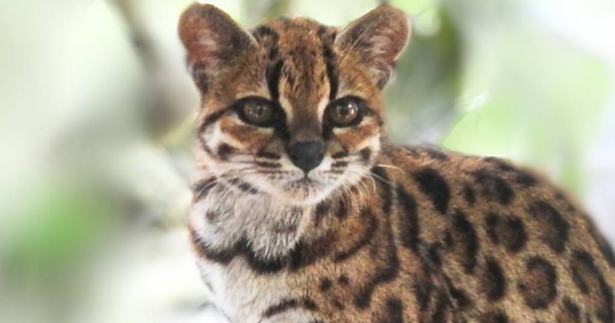 O animal é considerado a primeira espécie de gato não fóssil completamente nova (Foto: Paola Nogales-Ascarrunz/Divulgação)